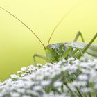 big green hopper