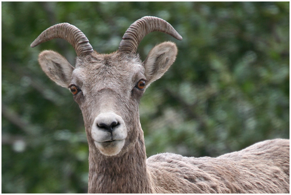 Big Horn Sheep