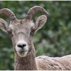 Big Horn Sheep