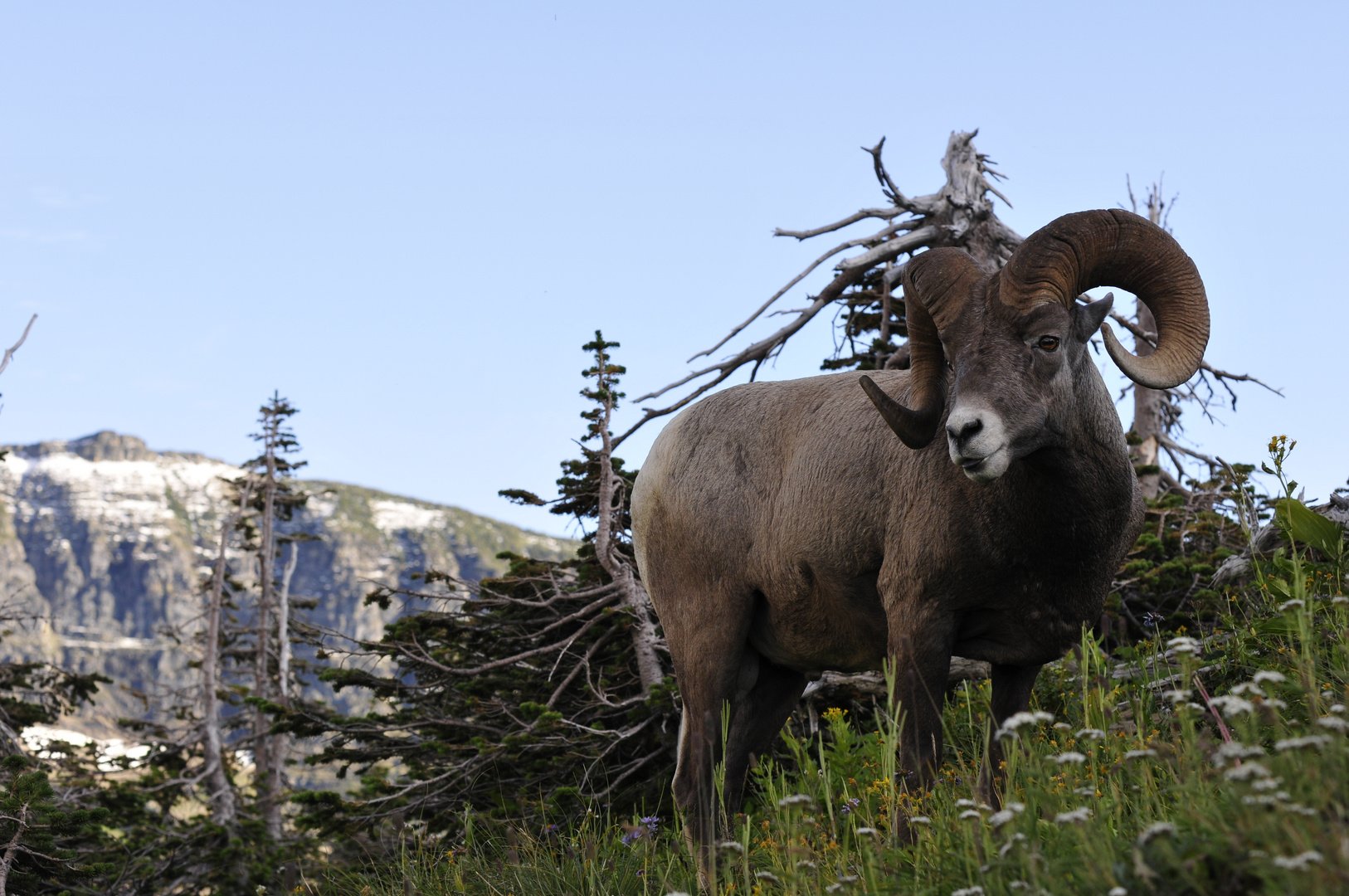 Big Horn Sheep