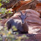 Big Horn Sheep