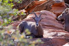 Big Horn Sheep