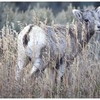 Big Horn Sheep - der junge Wilde