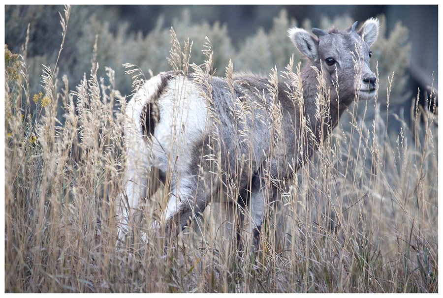 Big Horn Sheep - der junge Wilde