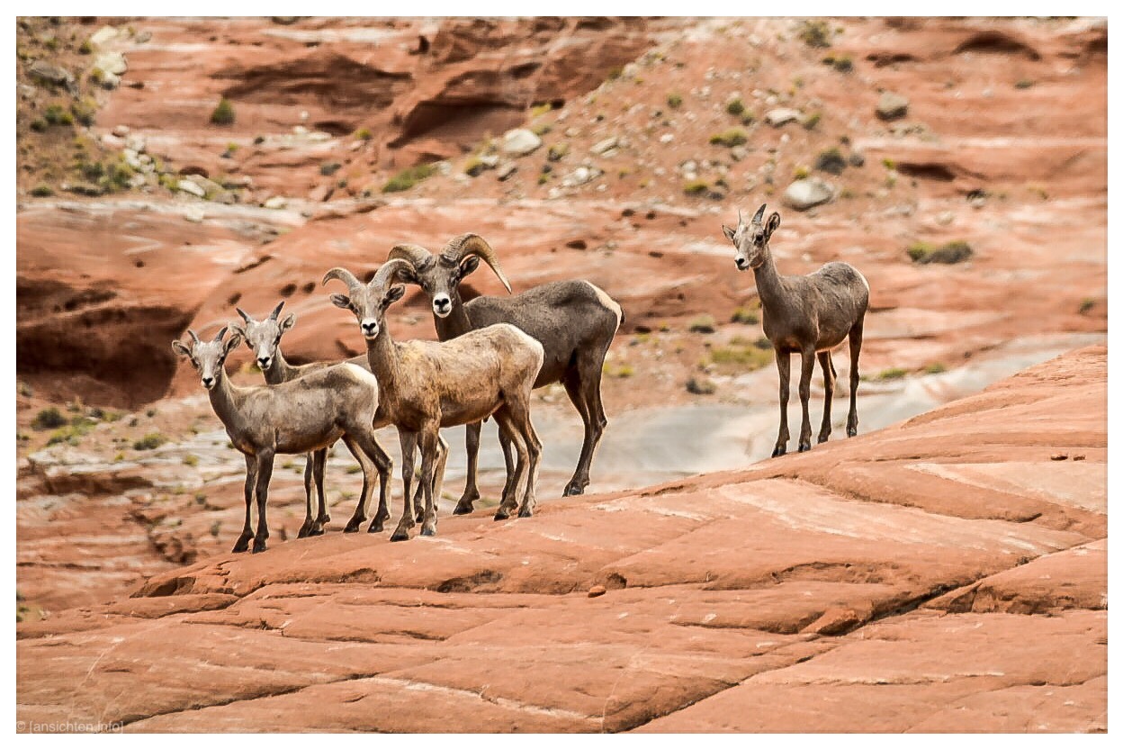 [big horn sheep I lake powell]