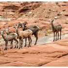 [big horn sheep I lake powell]