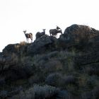 Big Horn Sheep on hill top