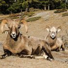 Big horn sheeps auf der Wiese