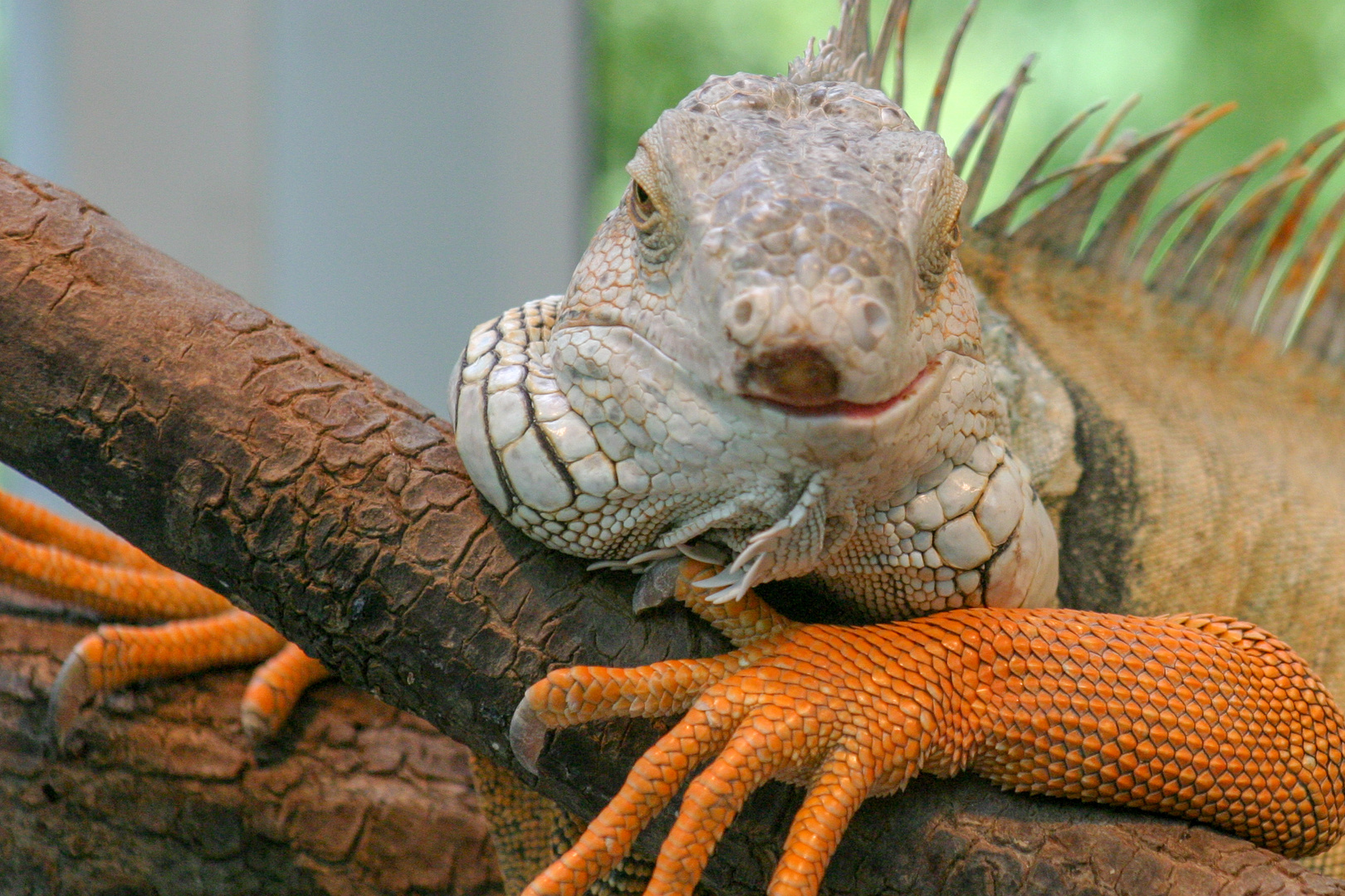 Big lézard