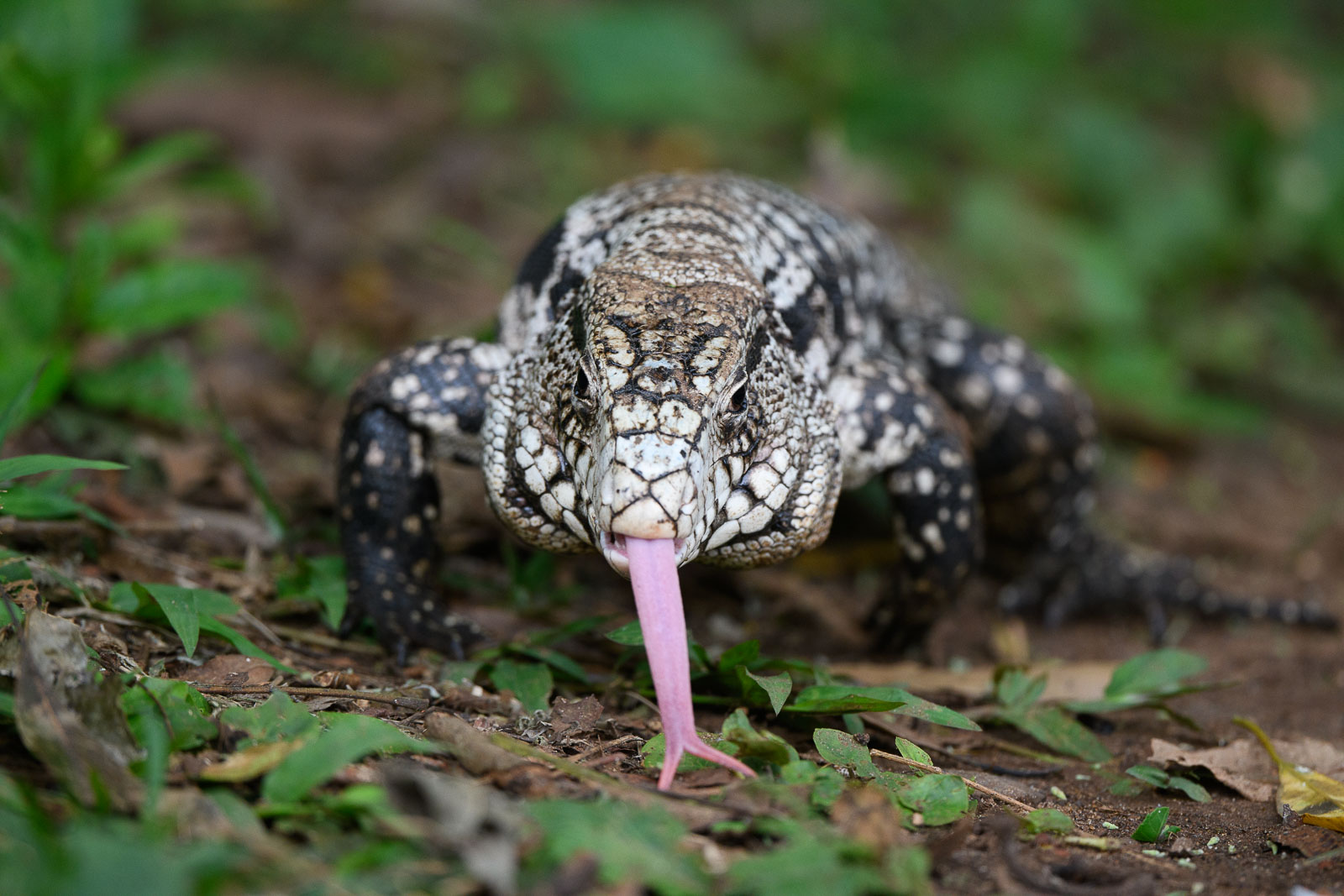 Big lizard (Echse), Gran Melia Iguazu, Argentina