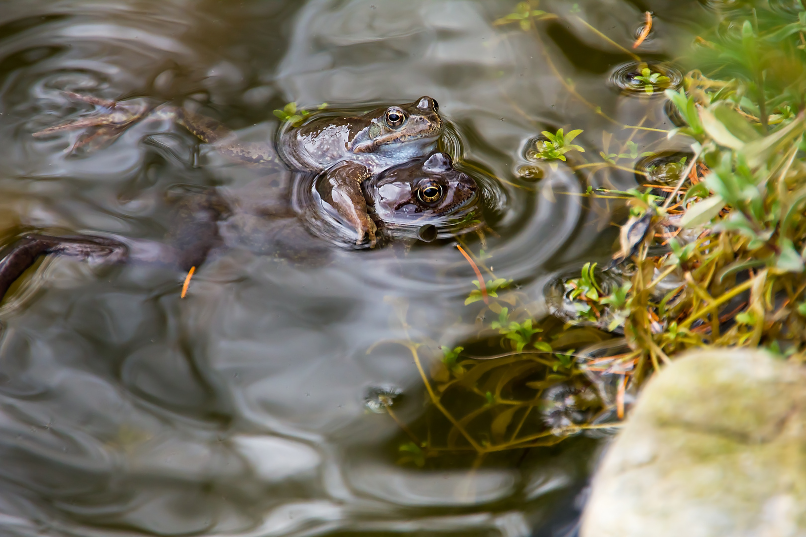 Big Mäc - Doppelpack von Fröschen / Big Mäc - Double pack of frogs