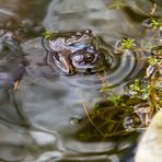 Big Mäc - Doppelpack von Fröschen / Big Mäc - Double pack of frogs