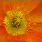 Big Mohn Detail