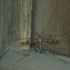 Big Mosquito ;)