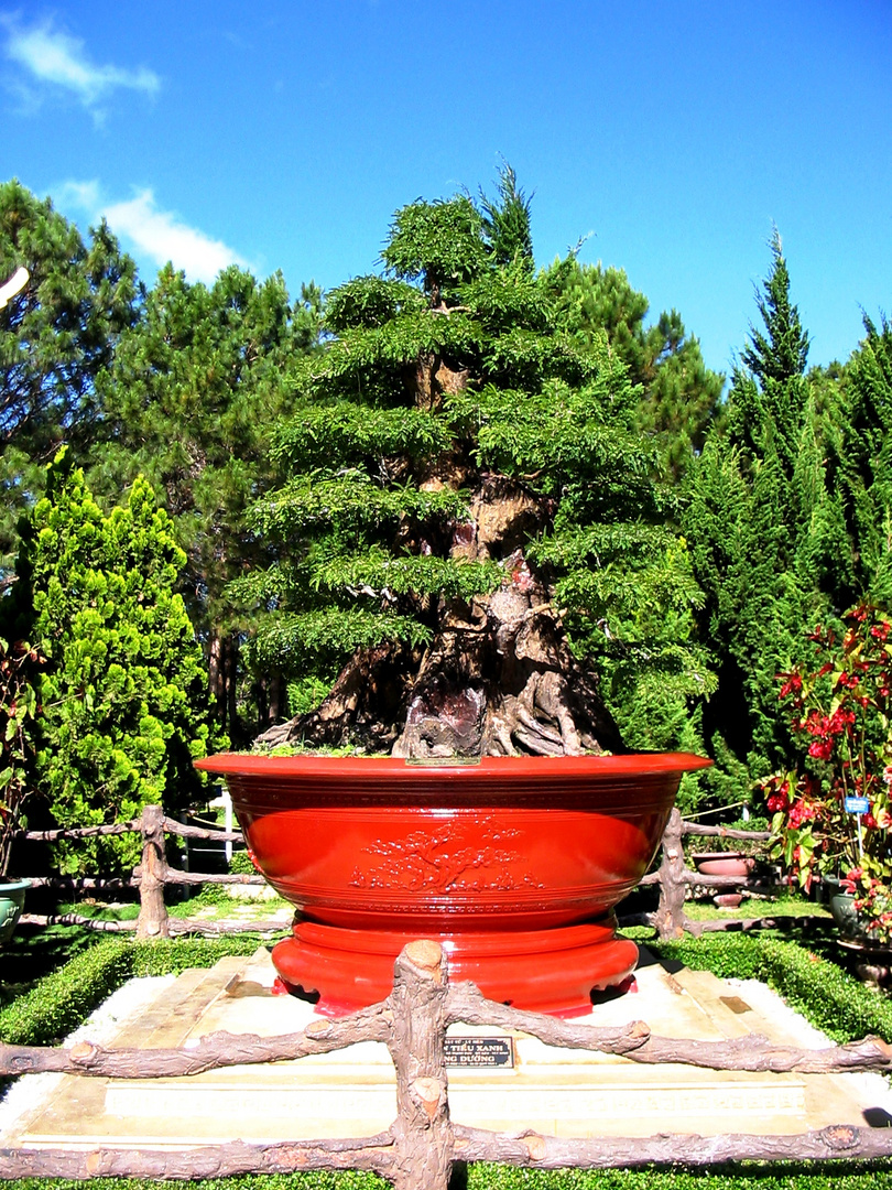 Big Old Bonsai