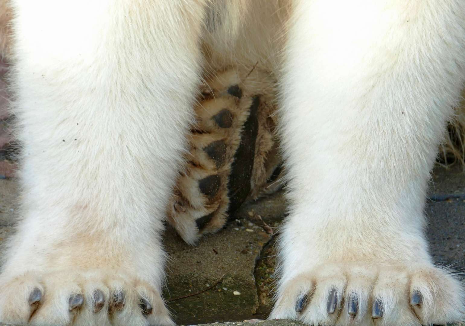 Big Paw