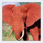 Big red elephant