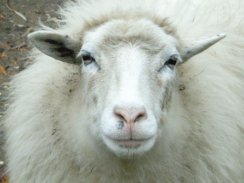 Big Sheep Is Watching You !