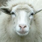 Big Sheep Is Watching You !