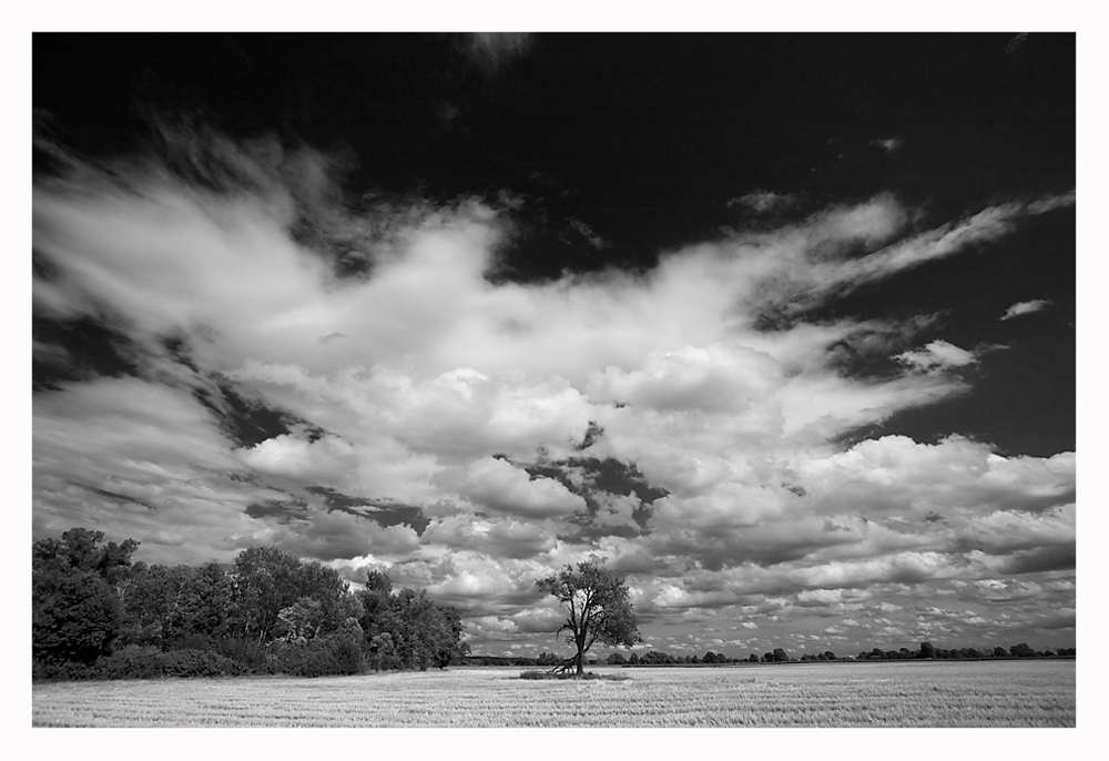 Big Sky - Small Tree