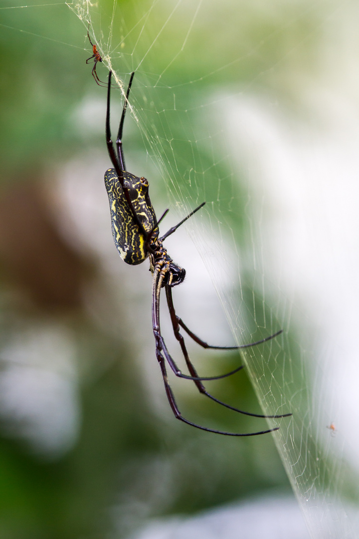 Big Spider Mom spinning ... (Tetragnathidae)