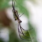 Big Spider Mom spinning ... (Tetragnathidae)