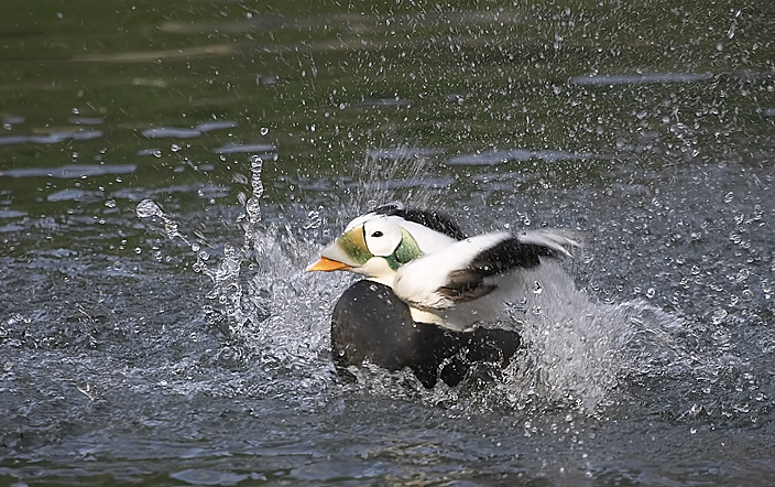 BiG Splash - Plüschkopfeiderente