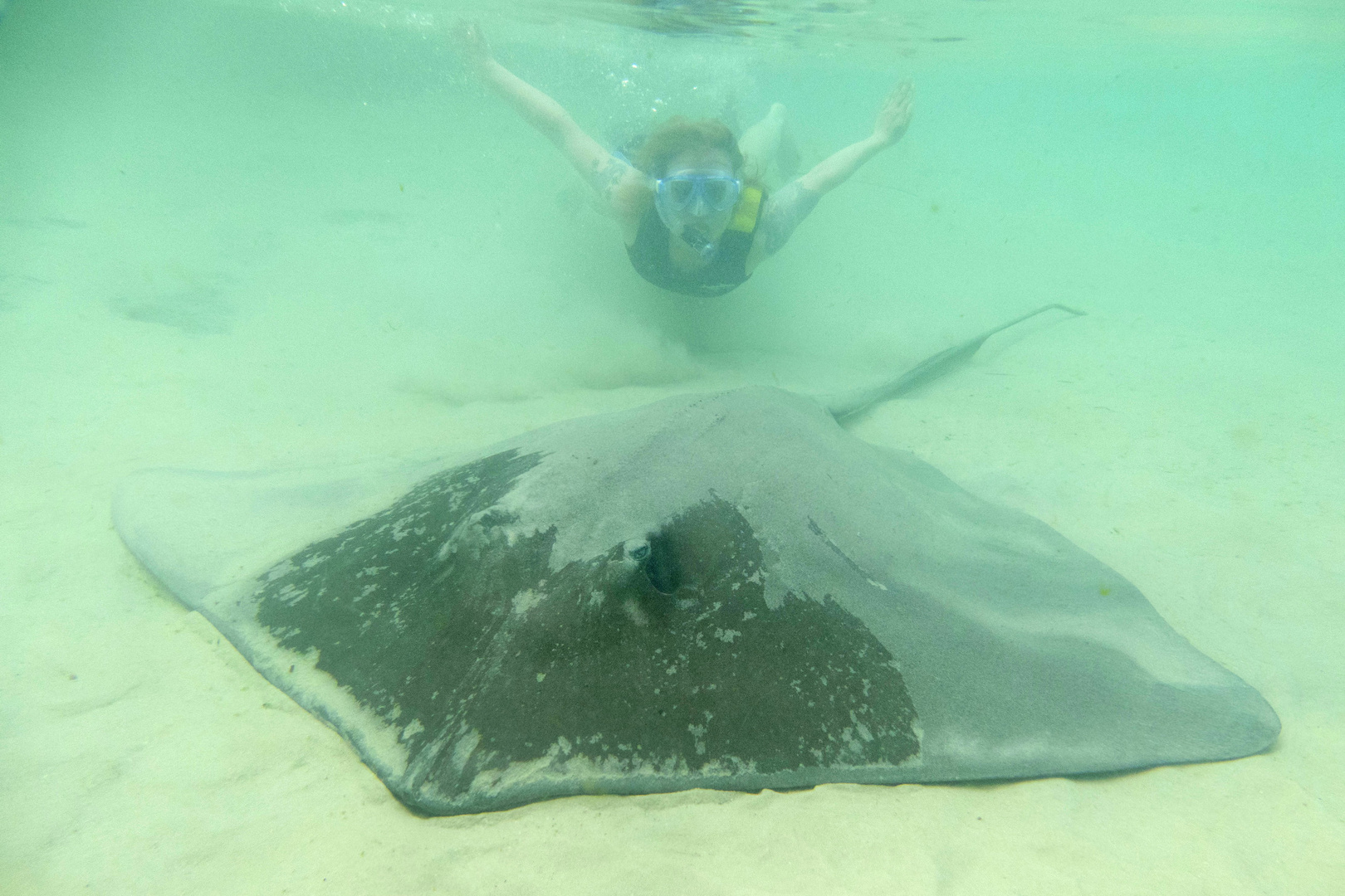 Big Stingray