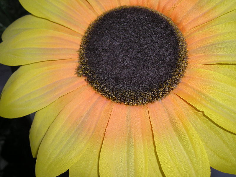 Big Sunflower - fake or true?!