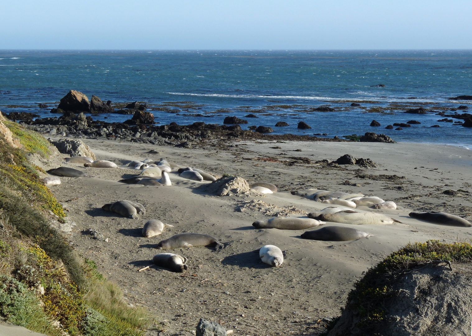 Big Sur - Seelöwenkolonie