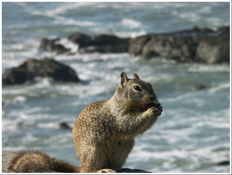 Big Sur Squirrel