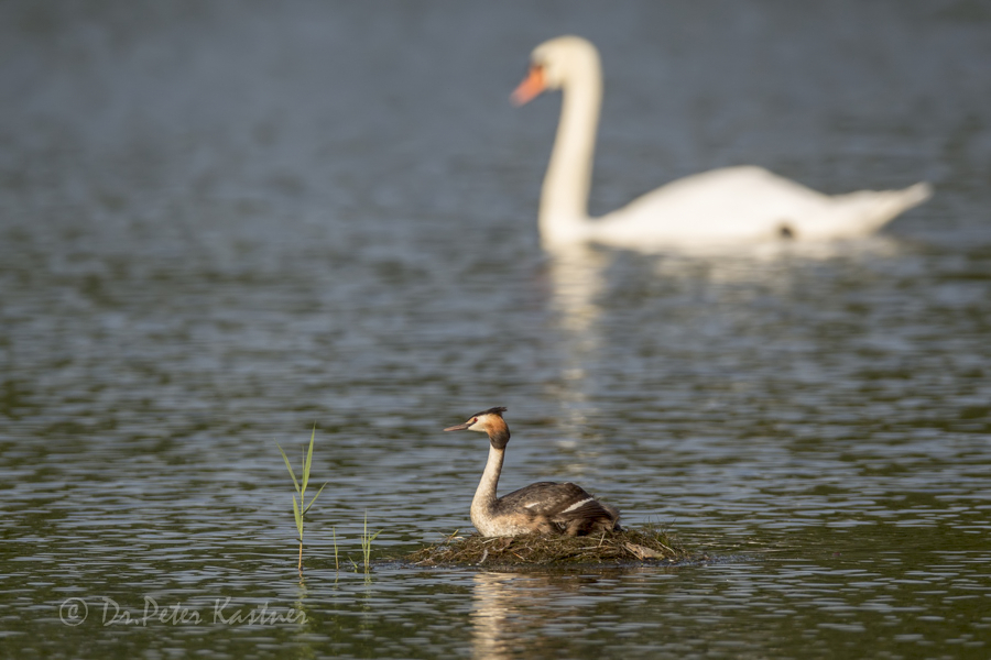 Big swan is watching you ...