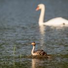 Big swan is watching you ...