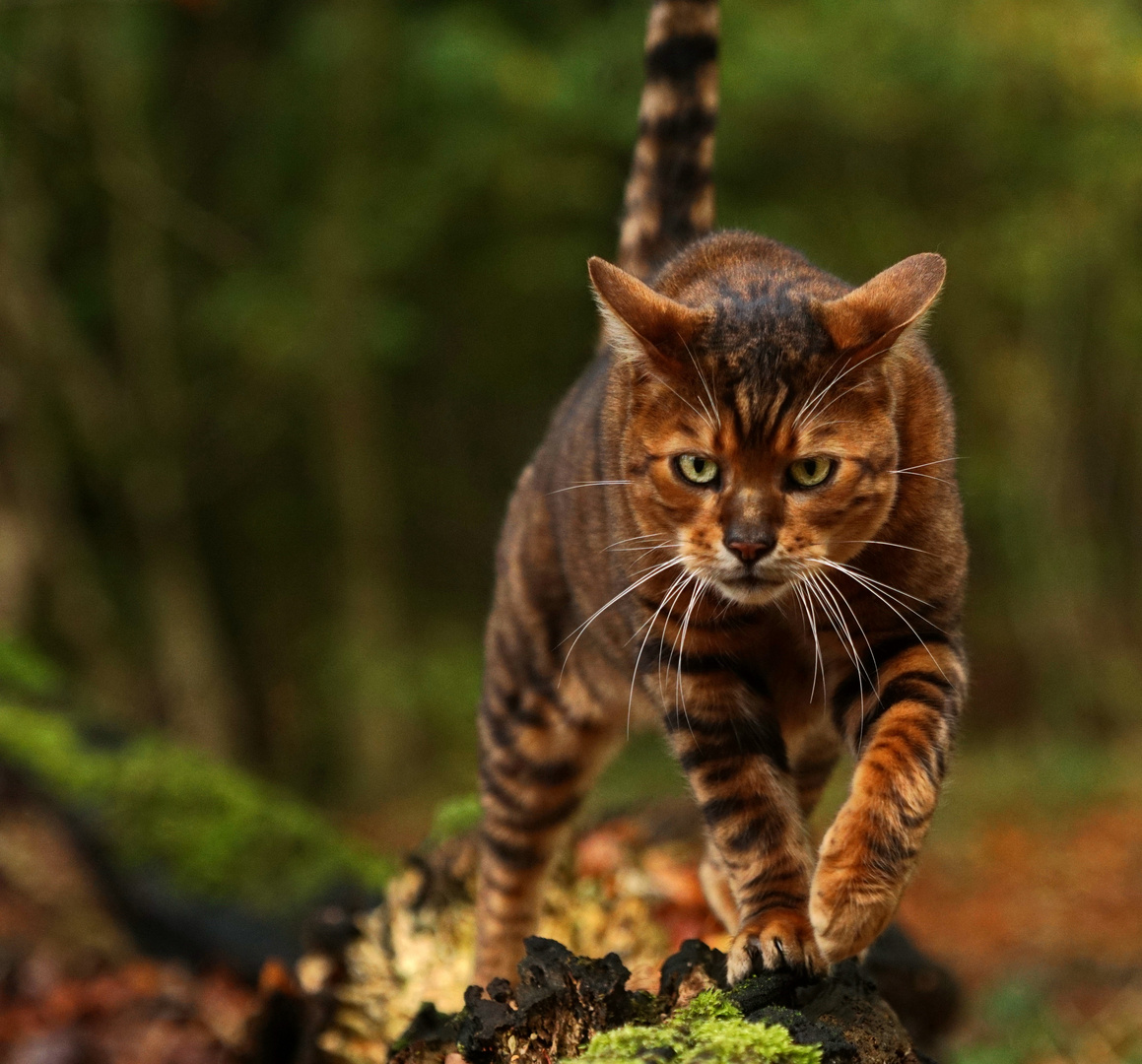 Big toyger boy photo & image | animals, cats, pets & farm animals