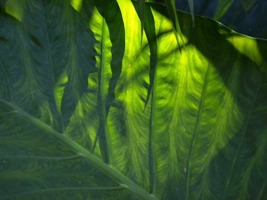 big translucent leaf