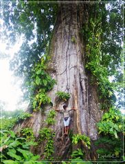 Big Tree...............