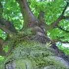 big tree