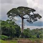 Big Tree...................