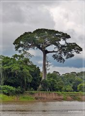 Big Tree...................