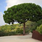 Big tree at the botanical garden