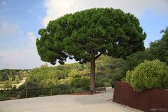 Big tree at the botanical garden