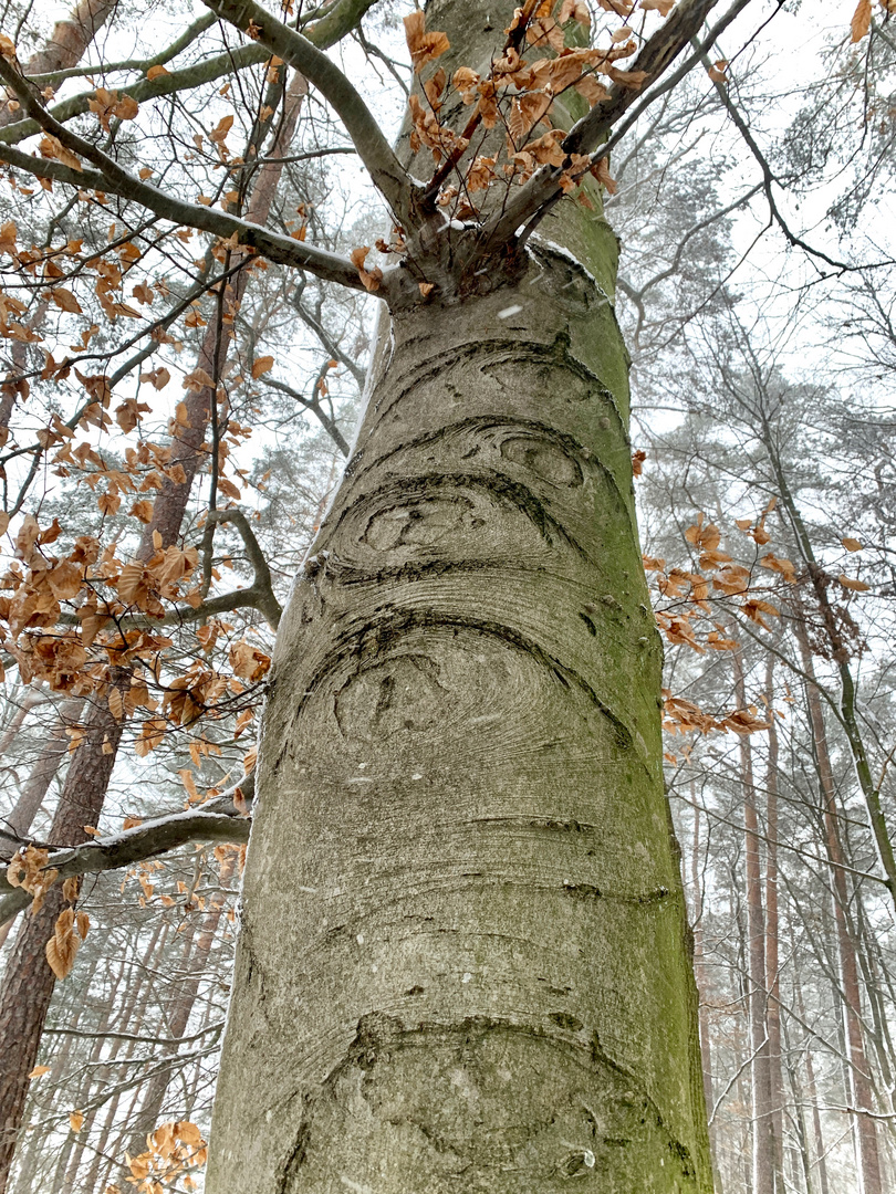 BIG TREE IS WATCHING YOU 