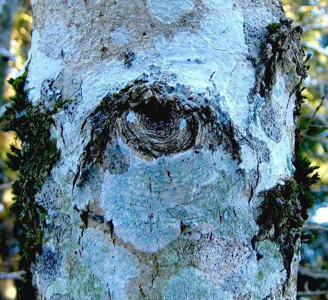 Big Tree is watching you!!!