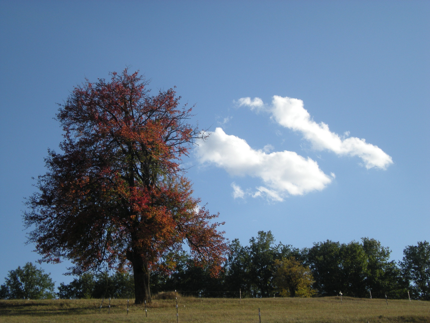 BIG TREE ON A HILL