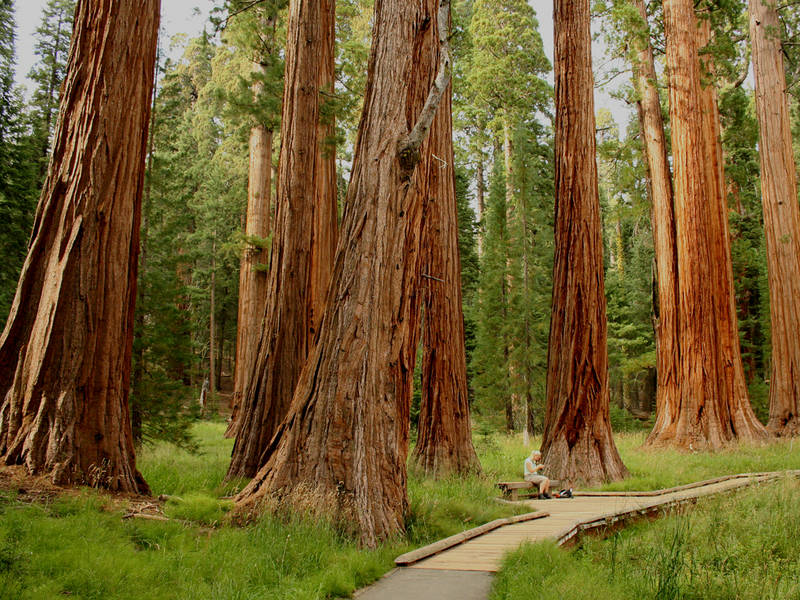 Big tree trail - Sequoia NP