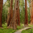 Big tree trail - Sequoia NP