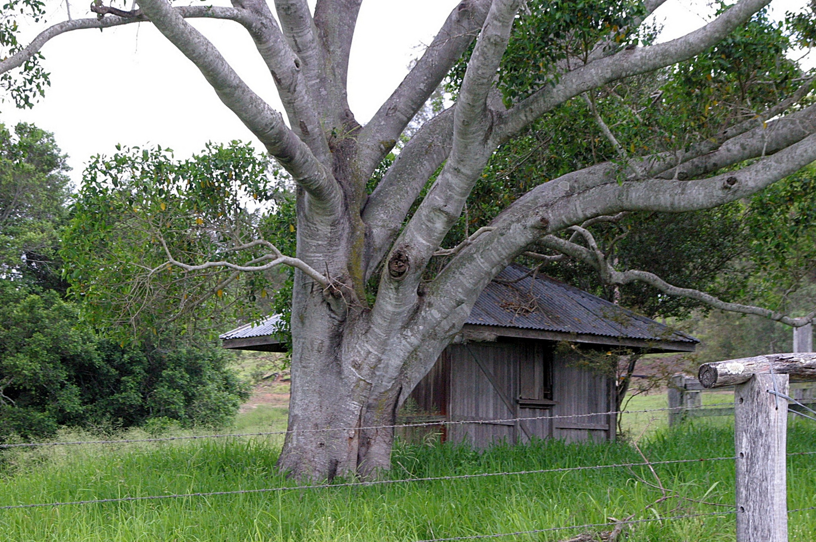 big tree with a hut