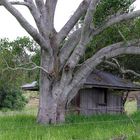 big tree with a hut