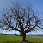 Big tree without leaves