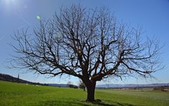 Big tree without leaves